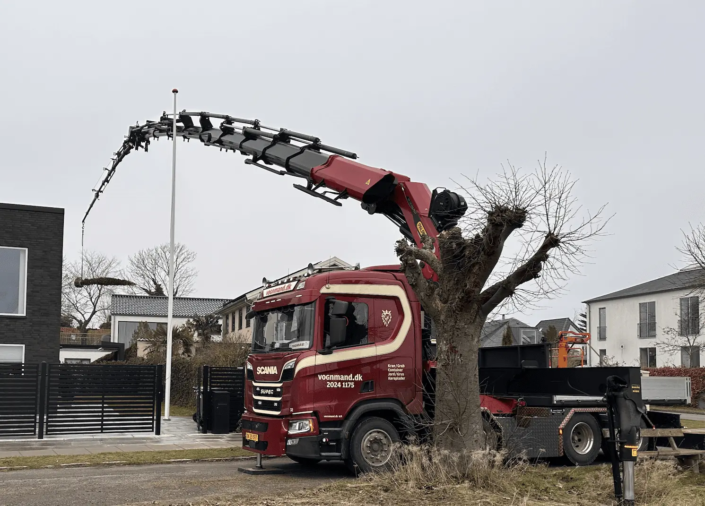 Løft af Thuja træer - 36,5 meter